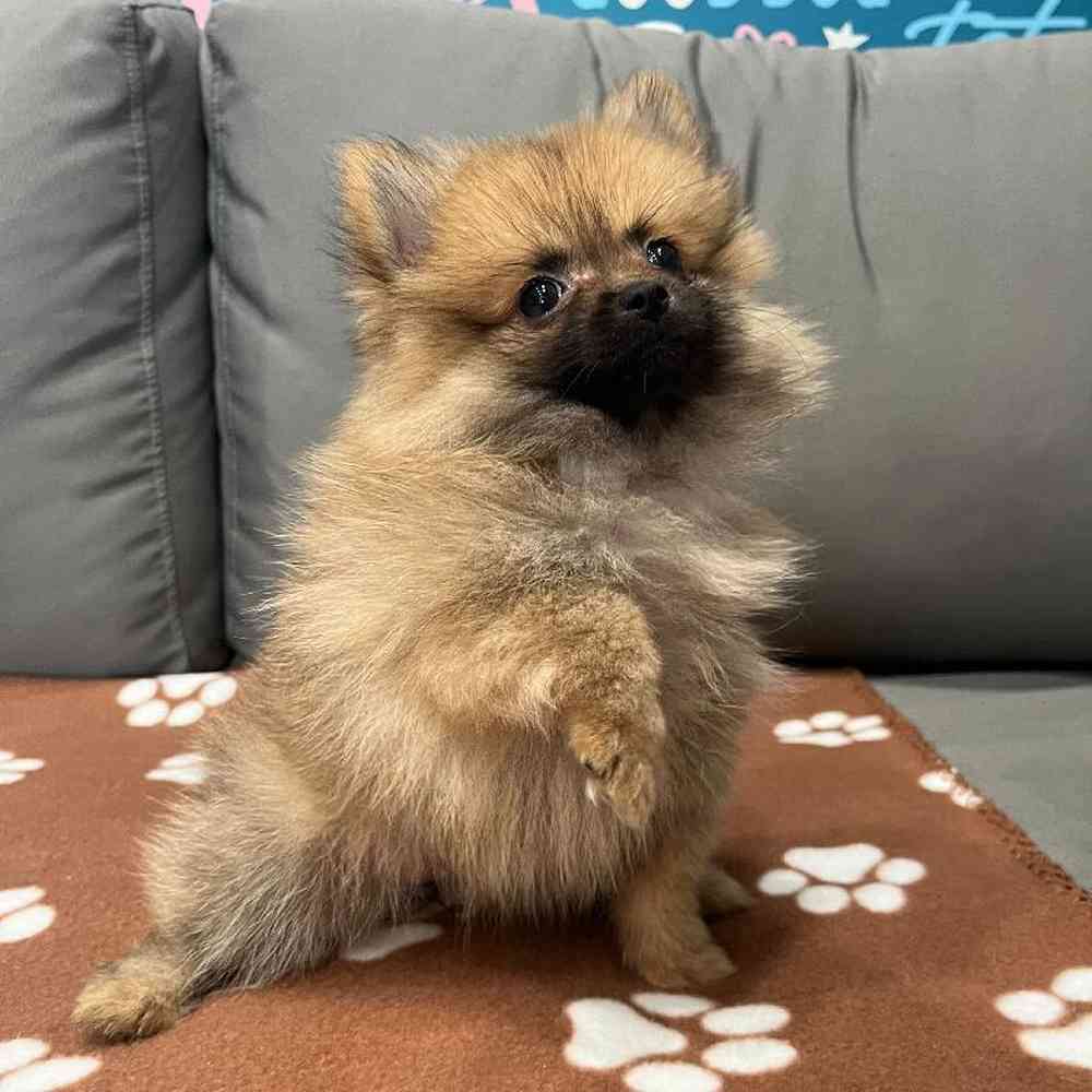 Female Pomeranian Puppy for Sale in Charlotte, NC