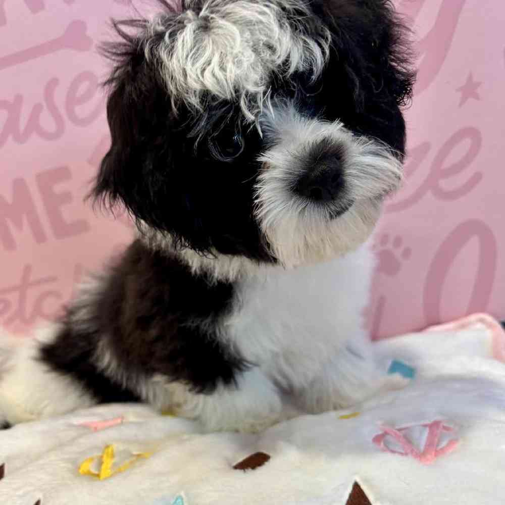 Male Bichapoo Puppy for Sale in Greensboro, NC