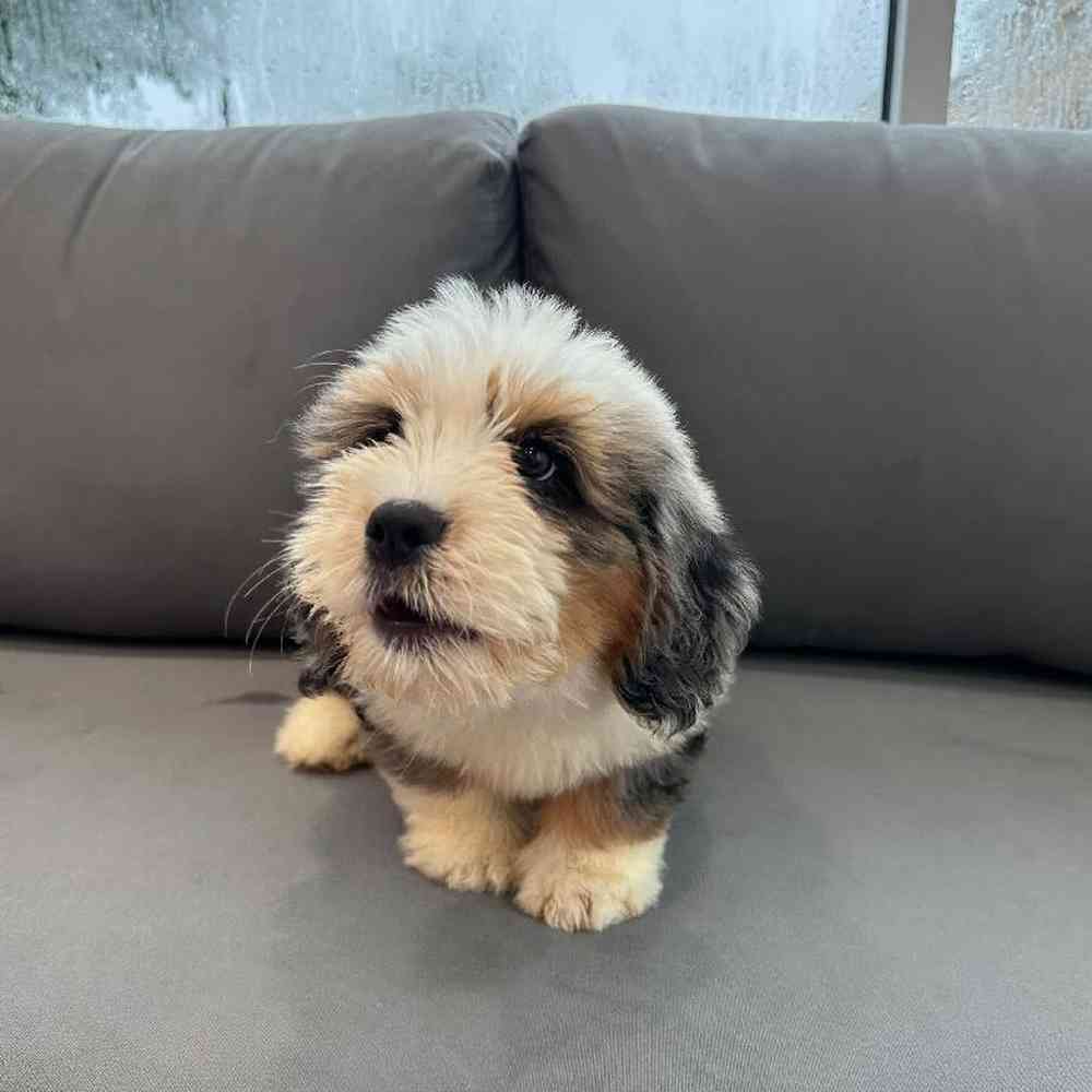 Male Mini Bernedoodle Puppy for Sale in Charlotte, NC