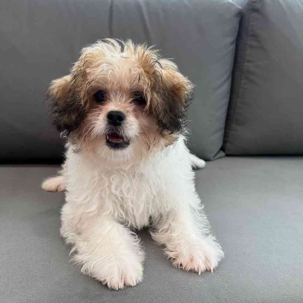 Male PeekAPoo Puppy for Sale in Charlotte, NC