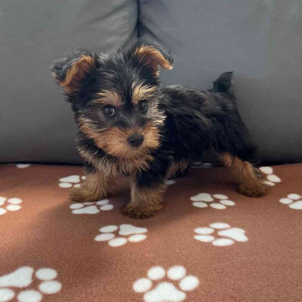 Male Yorkie Puppy for Sale in Charlotte, NC