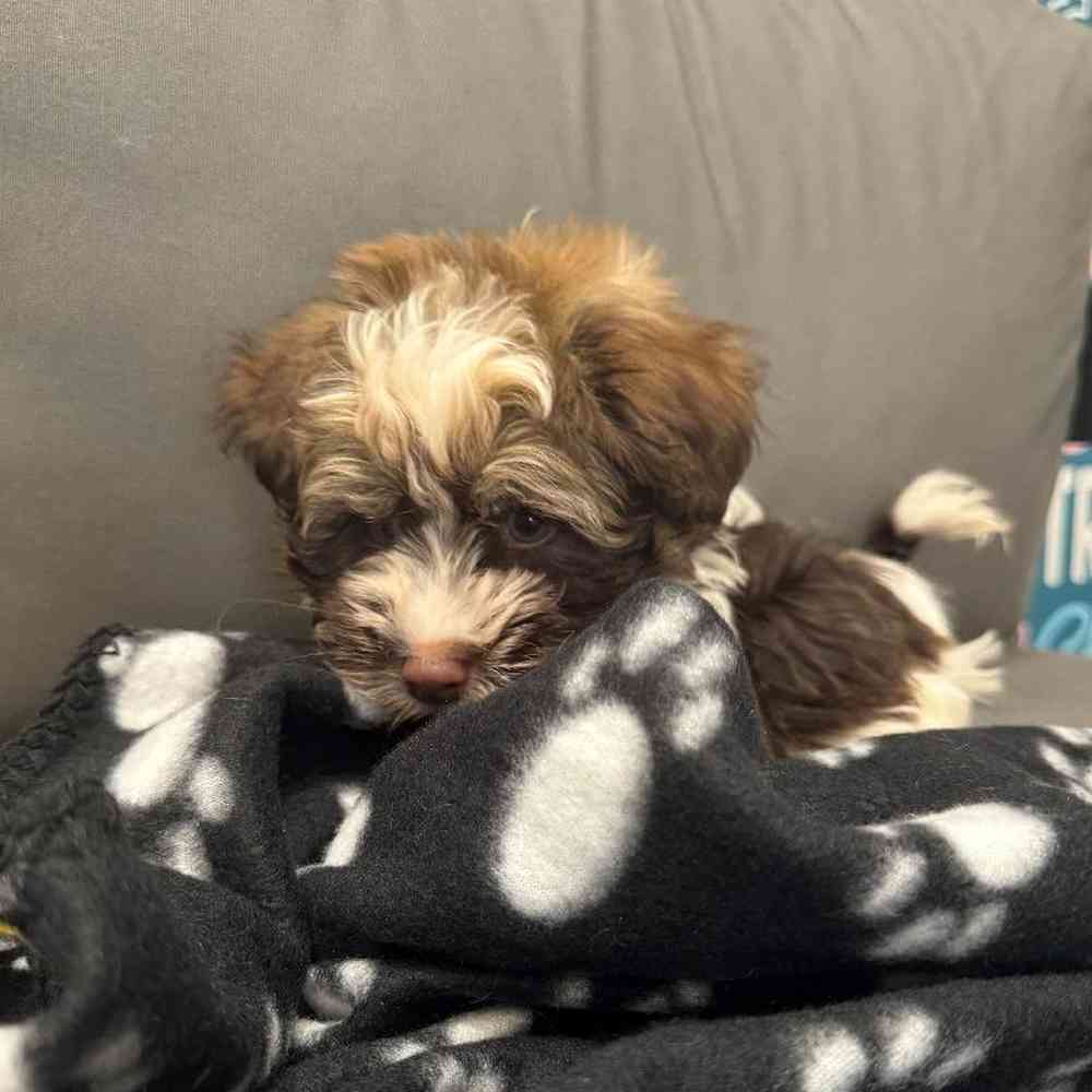 Male Havanese Puppy for Sale in Charlotte, NC