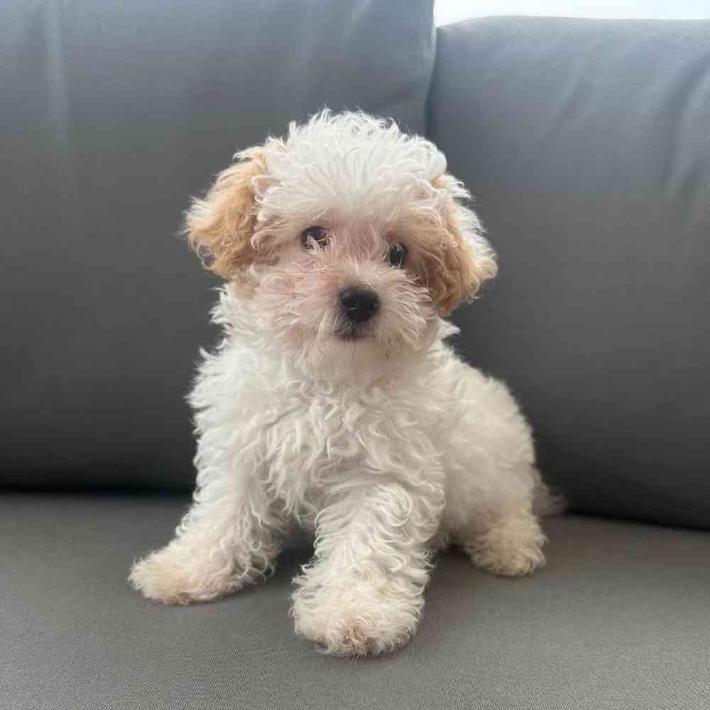 Male Poodle Puppy for Sale in Charlotte, NC