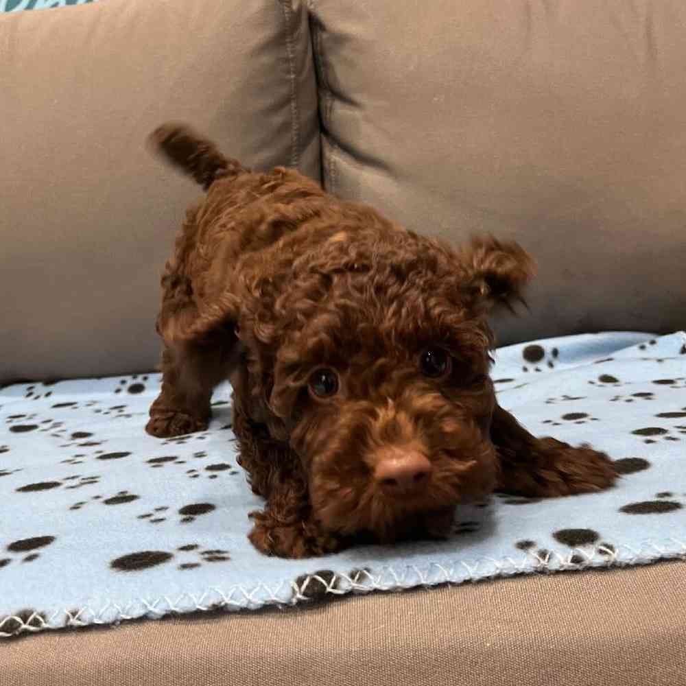 Female Cockapoo Puppy for Sale in Charlotte, NC