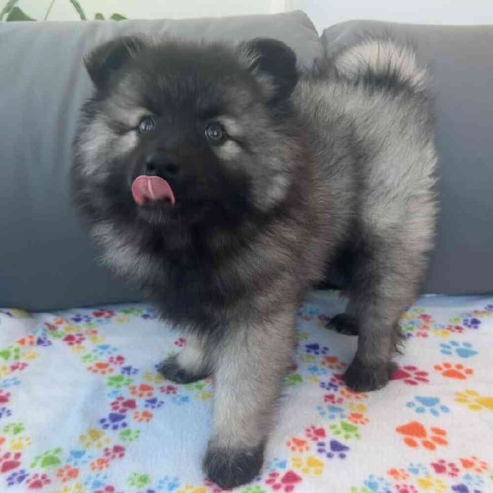 Female Keeshond Puppy for Sale in Charlotte, NC