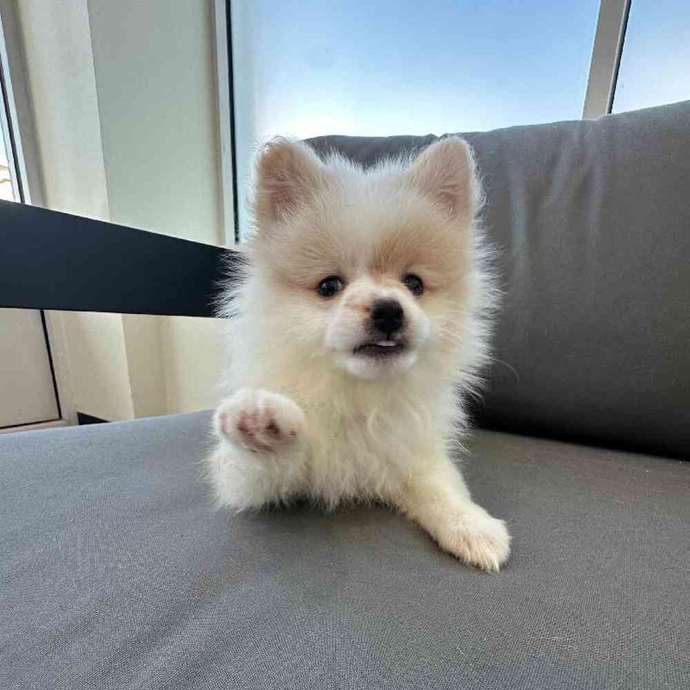 Female Pomeranian Puppy for Sale in Charlotte, NC