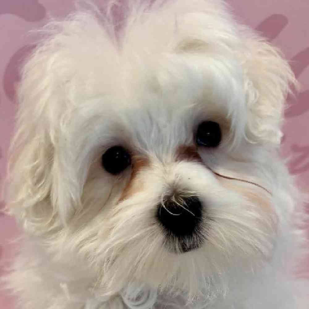 Male Maltese Puppy for Sale in Greensboro, NC