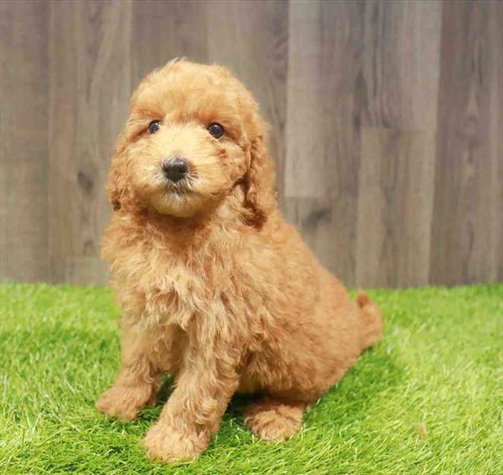 Mini Goldendoodle 2nd Gen image