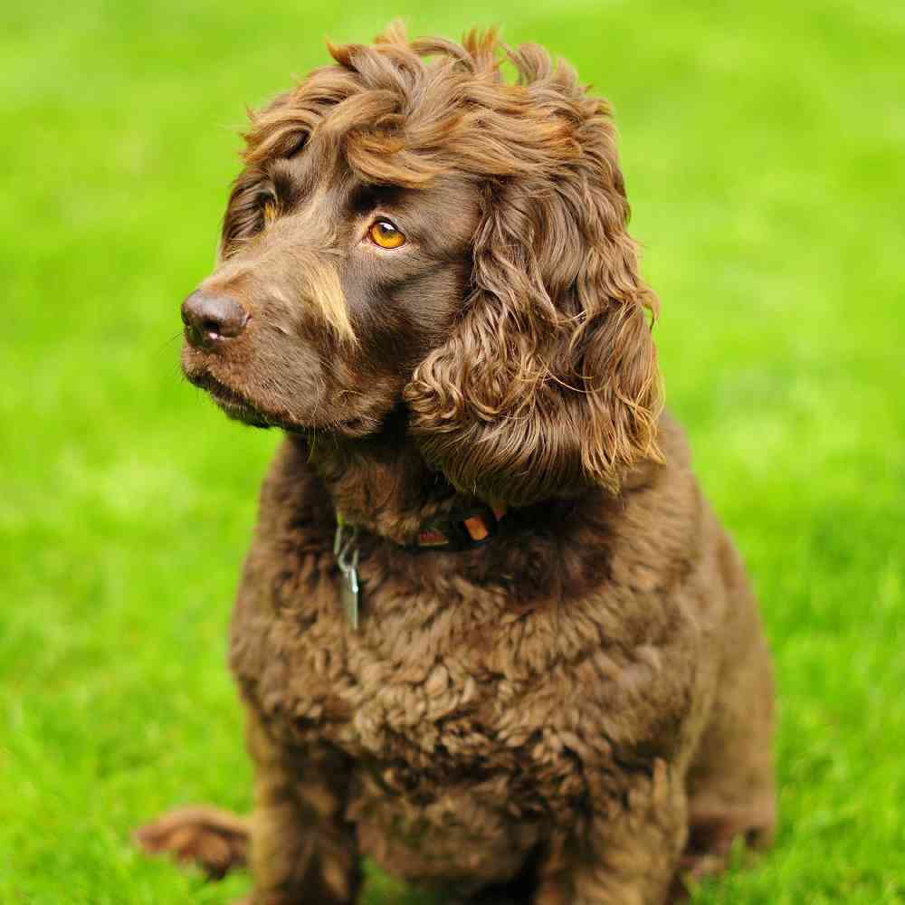 Best puppy food for boykin spaniel best sale