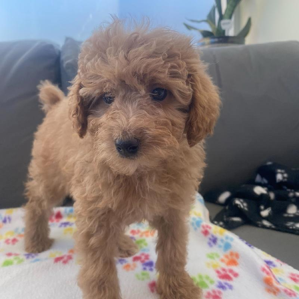 Female Poodle Puppy for Sale in Charlotte, NC