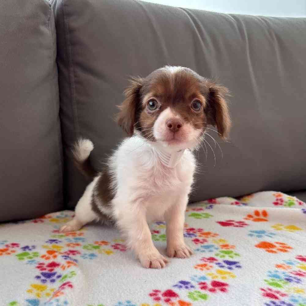 Female Chihuahua Puppy for Sale in Charlotte, NC