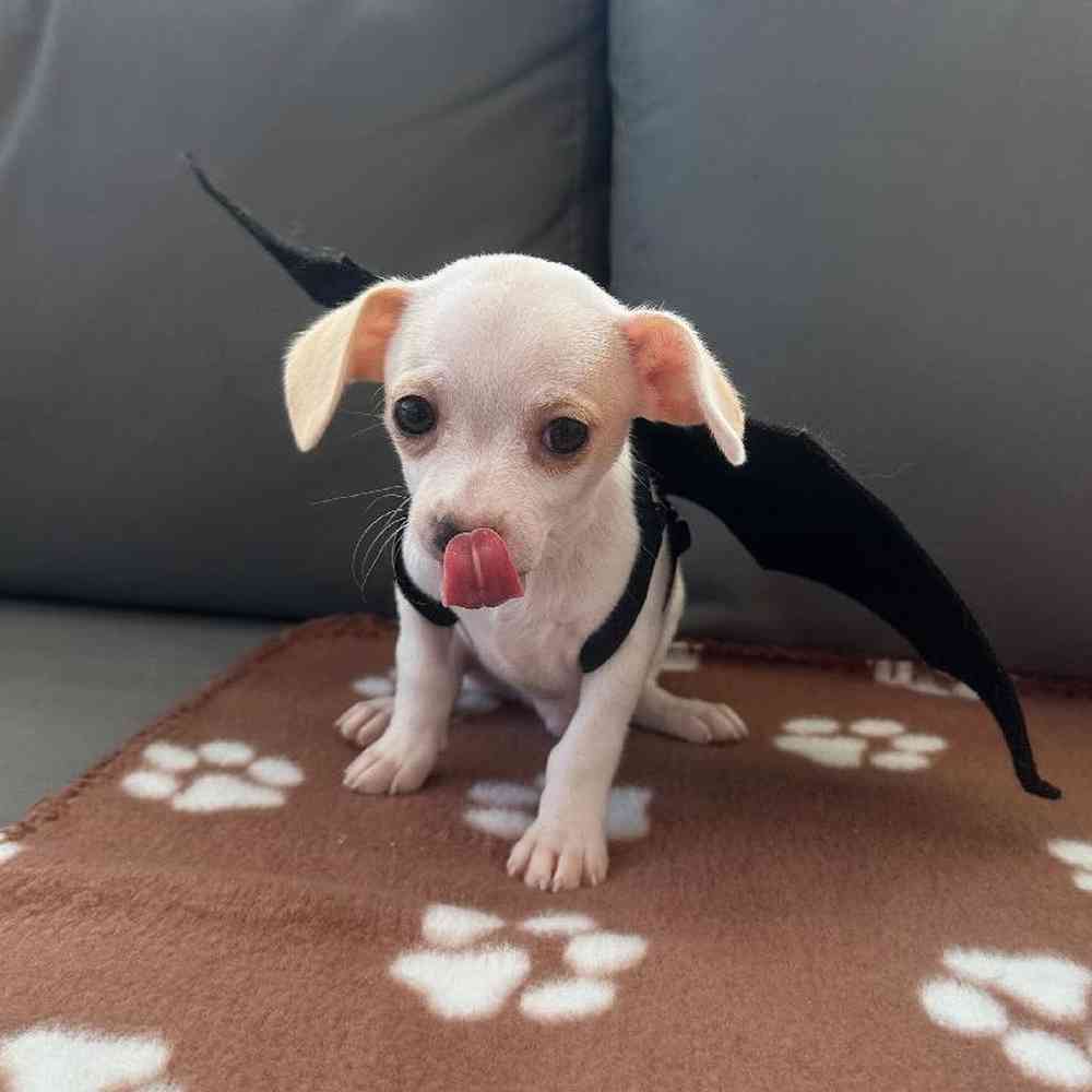 Male Chihuahua Puppy for Sale in Charlotte, NC