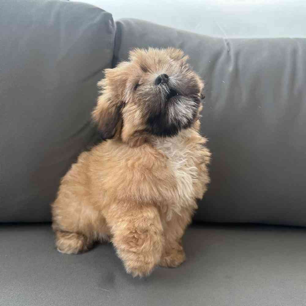 Female Lhasa Apso Puppy for Sale in Charlotte, NC