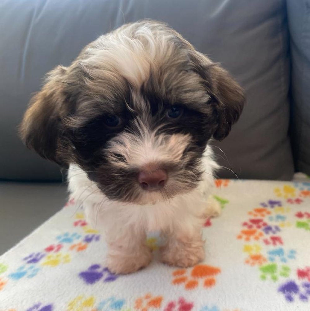 Male Havanese Puppy for Sale in Charlotte, NC