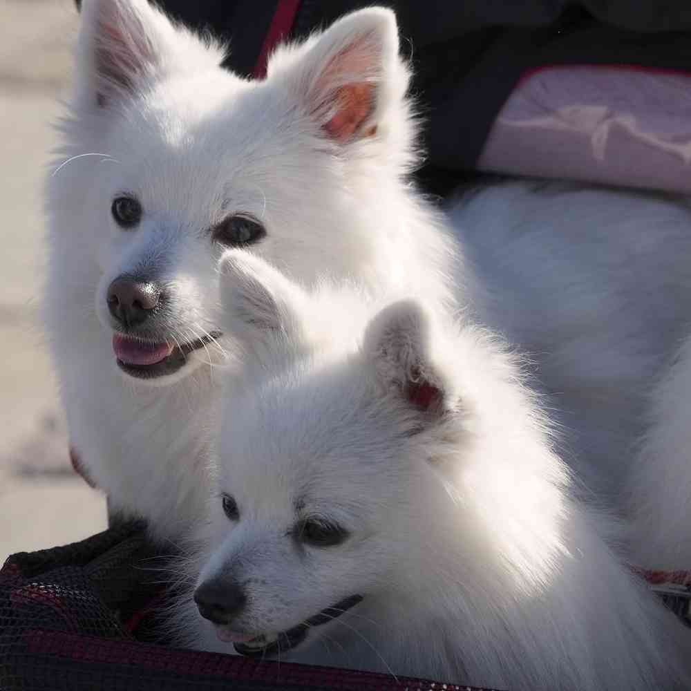 American Eskimo image