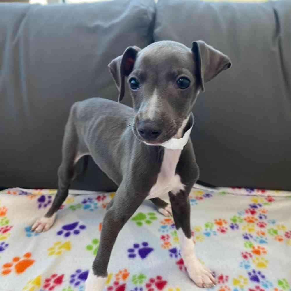 Male Italian Greyhound Puppy for Sale in Charlotte, NC