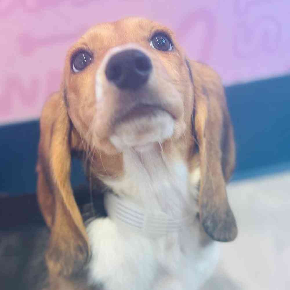 Female Basset Hound Puppy for Sale in Greensboro, NC