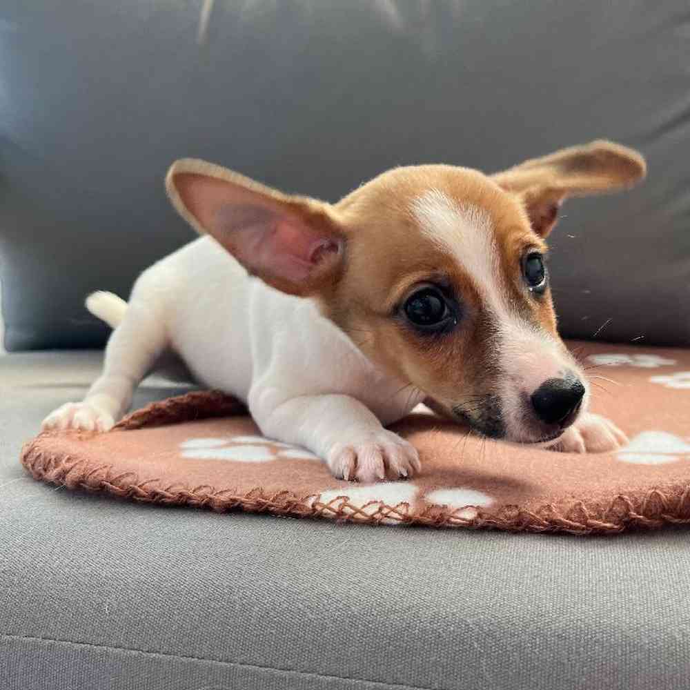 Male Jack Russell Terrier Puppy for Sale in Charlotte, NC