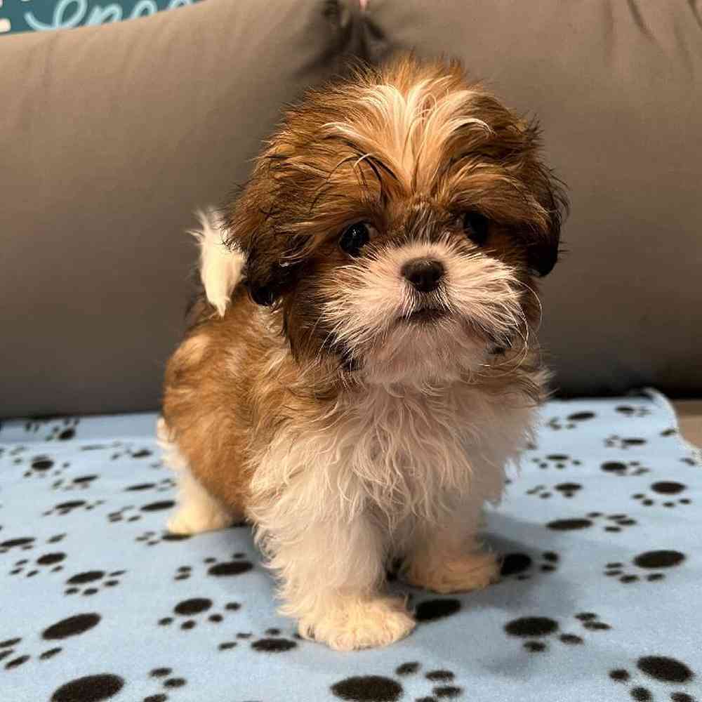 Female Teddy Bear Puppy for Sale in Charlotte, NC