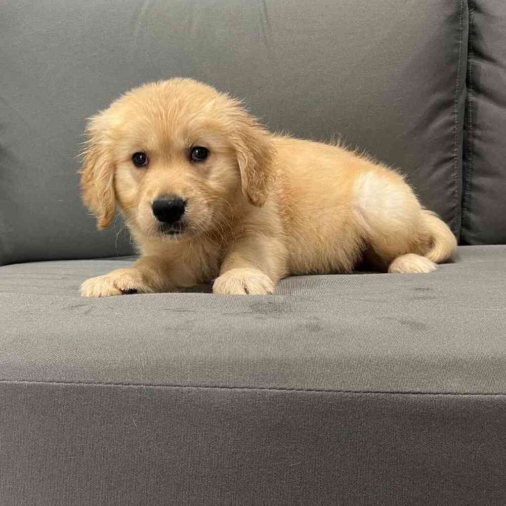 Female Golden Retriever Puppy for Sale in Charlotte, NC