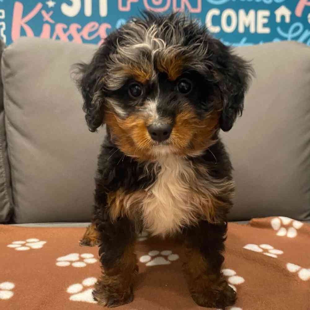 Female Mini Bernedoodle Puppy for Sale in Charlotte, NC