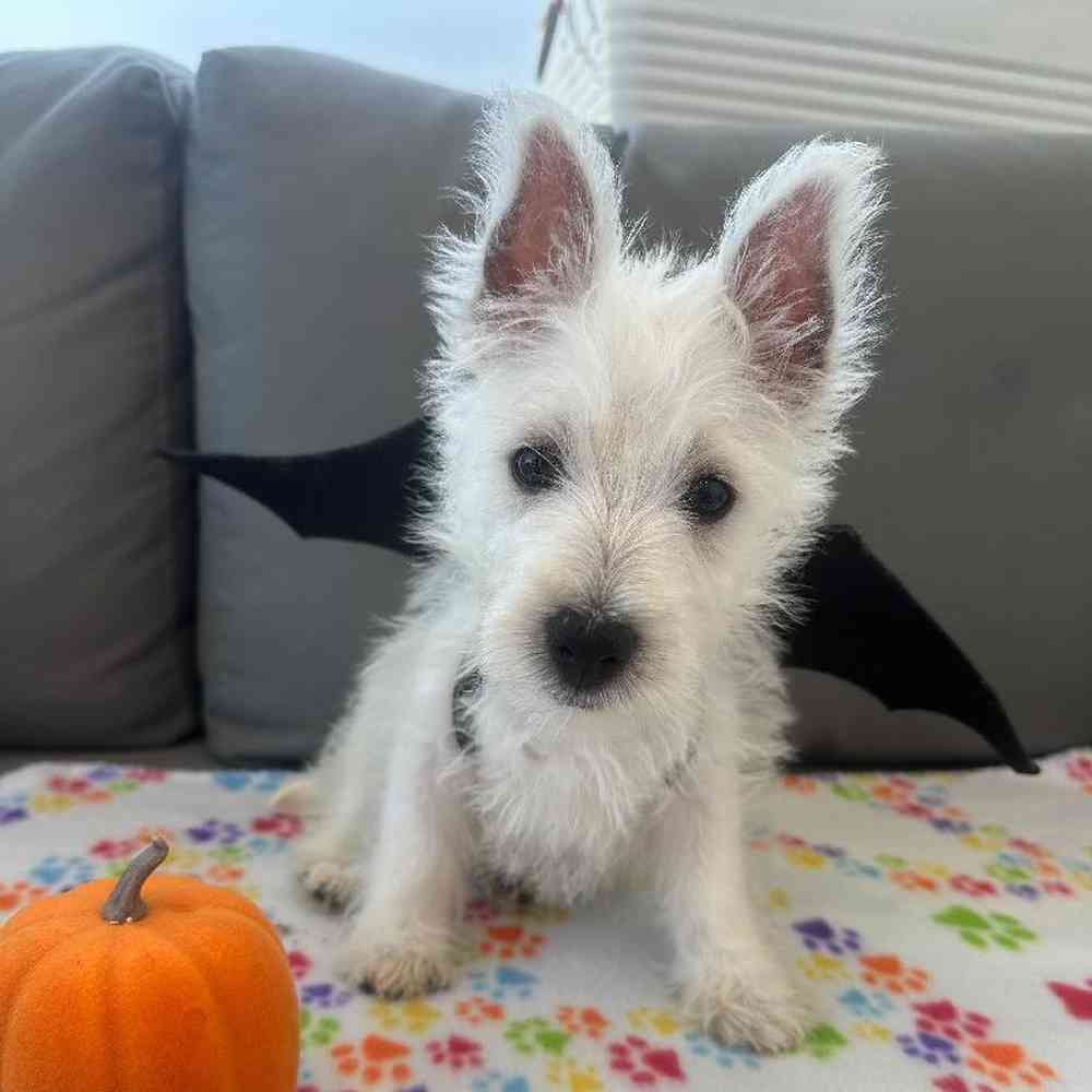 Male West Highland White Terrier Puppy for Sale in Charlotte, NC