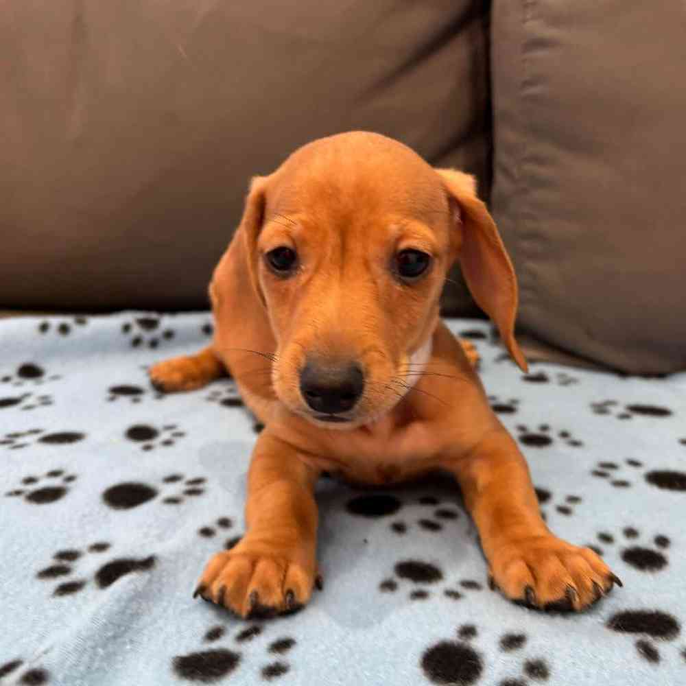 Male Dachshund Puppy for Sale in Charlotte, NC