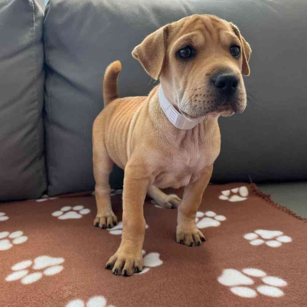 Female Mini Walrus Puppy for Sale in Charlotte, NC