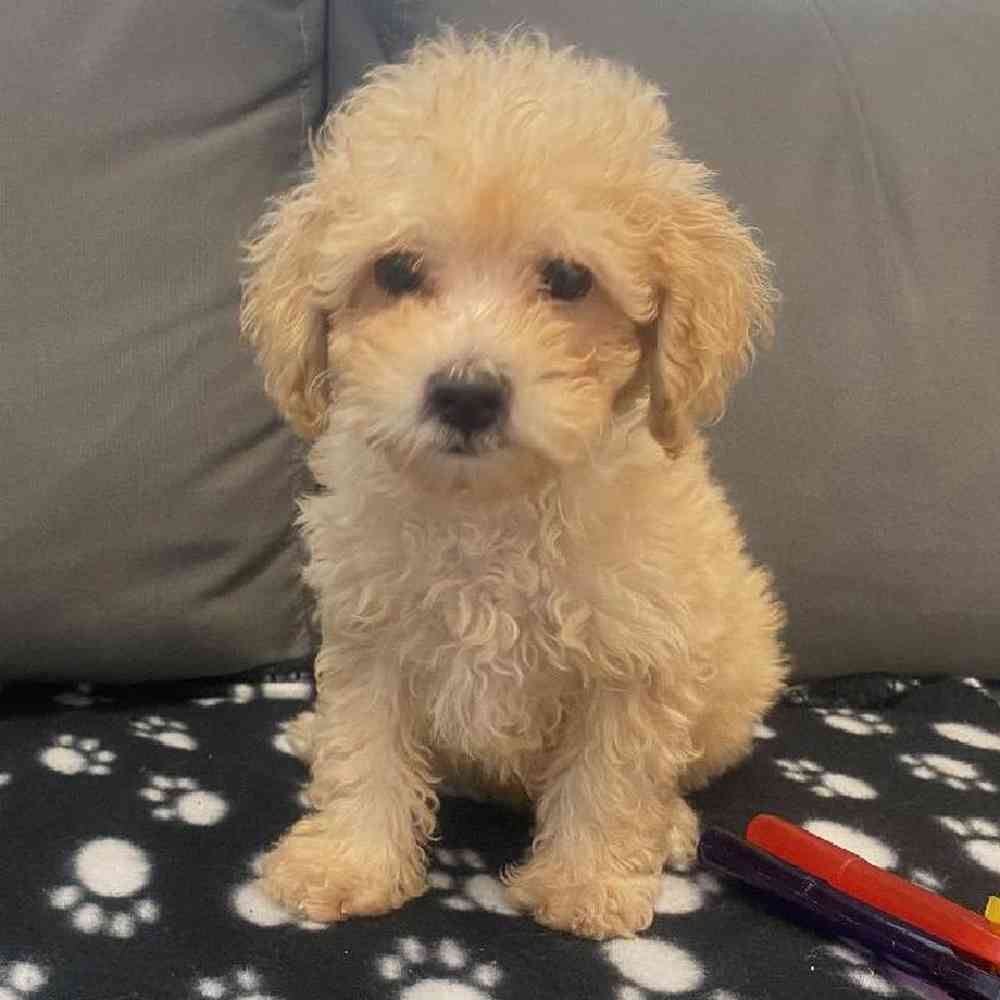 Male Poodle Puppy for Sale in Charlotte, NC