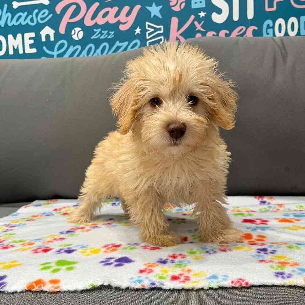 Male Schnoodle Puppy for Sale in Charlotte, NC