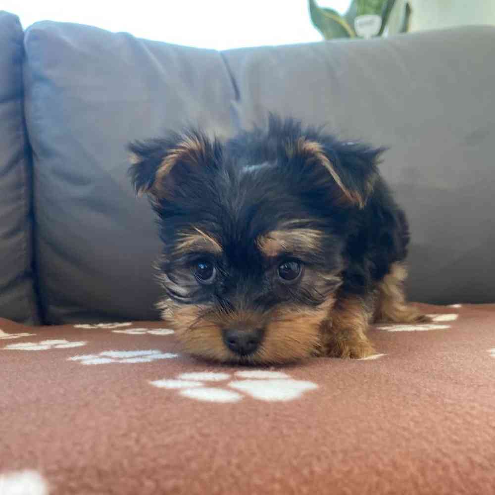 Female Silky Terrier Puppy for Sale in Charlotte, NC