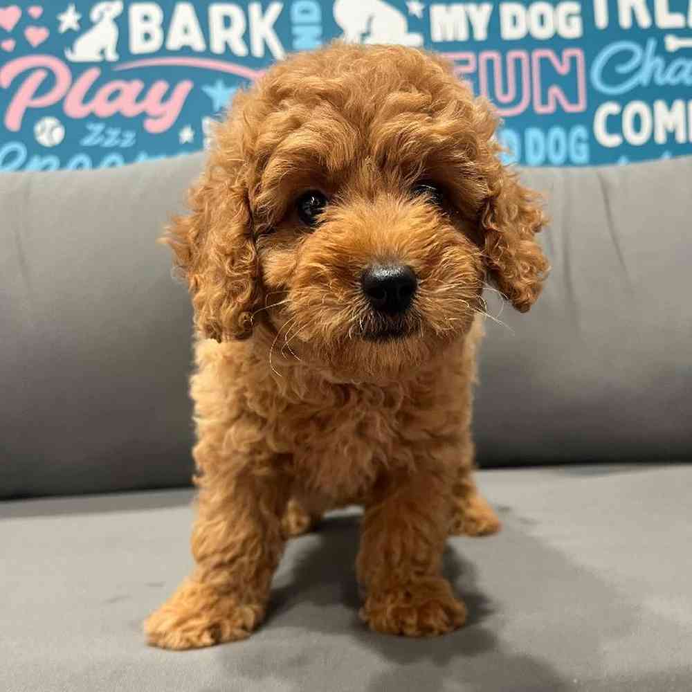 Female Mini Goldendoodle 2nd Gen Puppy for Sale in Charlotte, NC