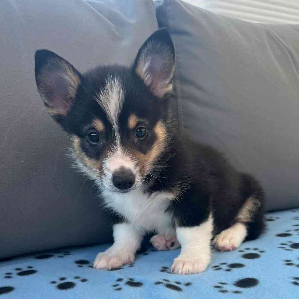 Male Pembroke Welsh Corgi Puppy for Sale in Charlotte, NC