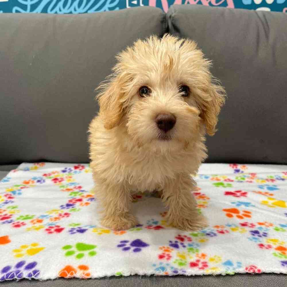 Male Schnoodle Puppy for Sale in Charlotte, NC