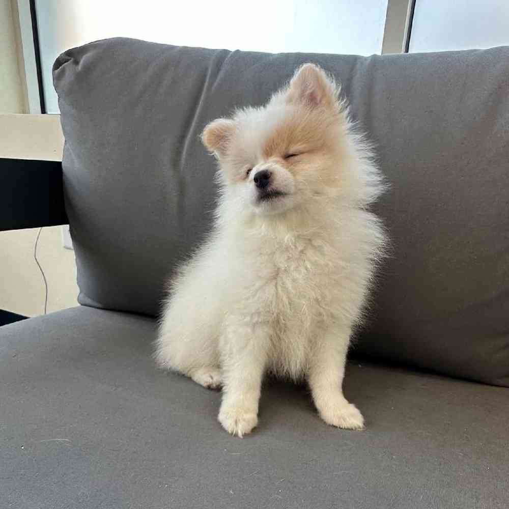 Female Pomeranian Puppy for Sale in Charlotte, NC