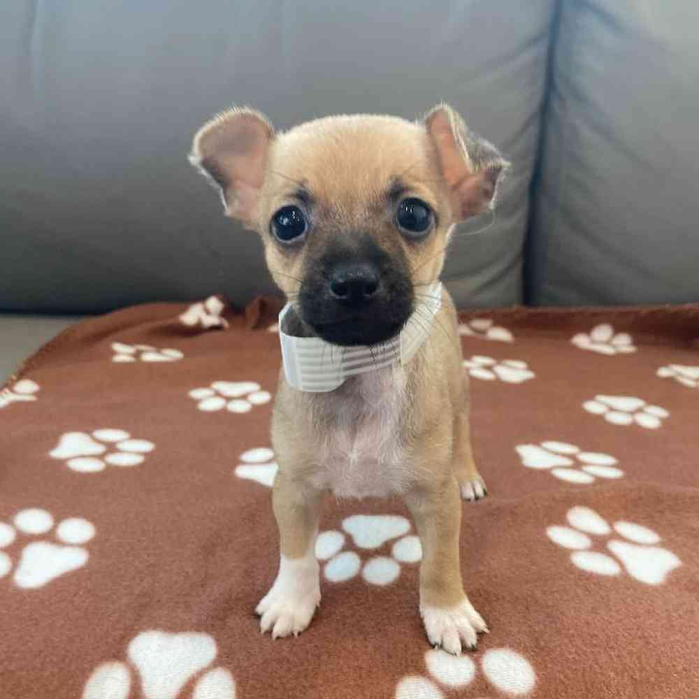 Female Chihuahua Puppy for Sale in Charlotte, NC