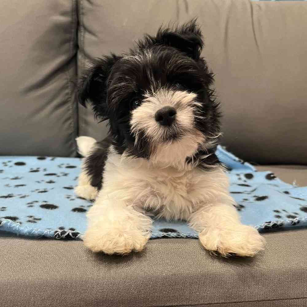 Female Havanese Puppy for Sale in Charlotte, NC