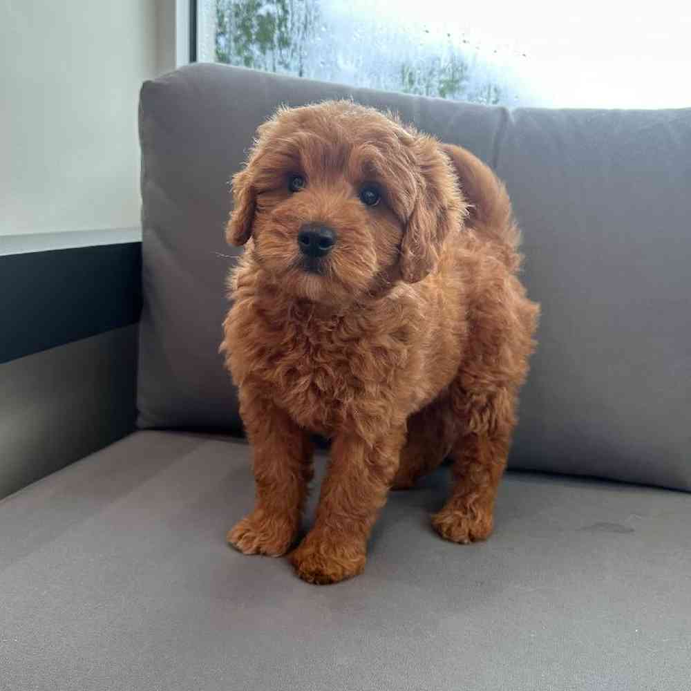 Female Mini Goldendoodle Puppy for Sale in Charlotte, NC