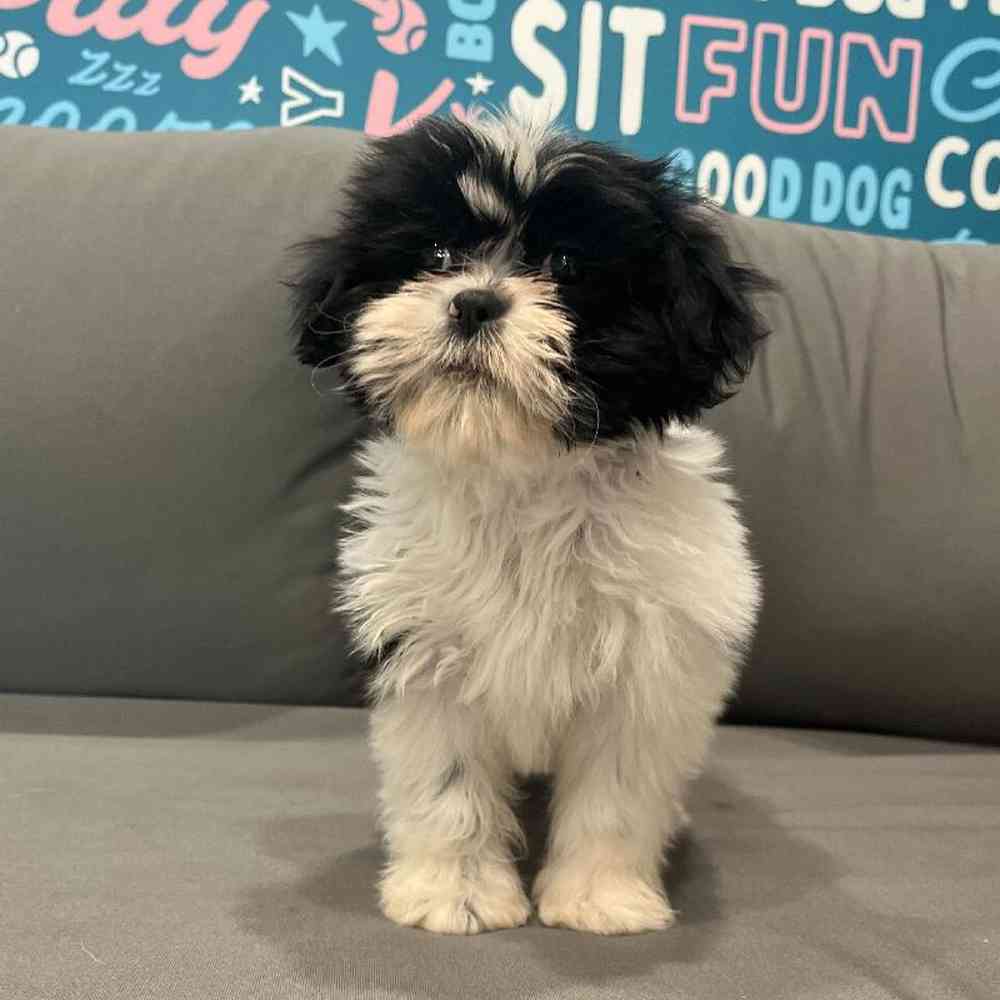 Female Teddy Bear Puppy for Sale in Charlotte, NC