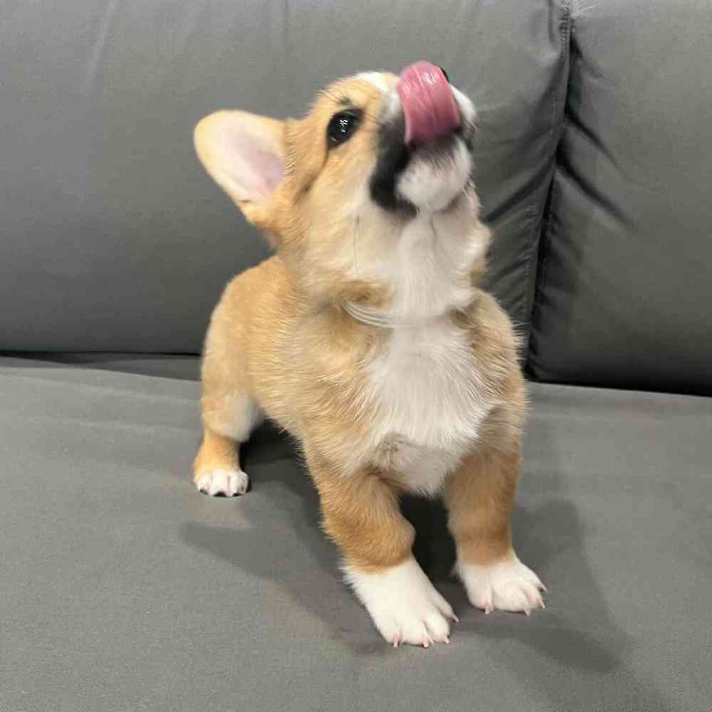 Male Pembroke Welsh Corgi Puppy for Sale in Charlotte, NC