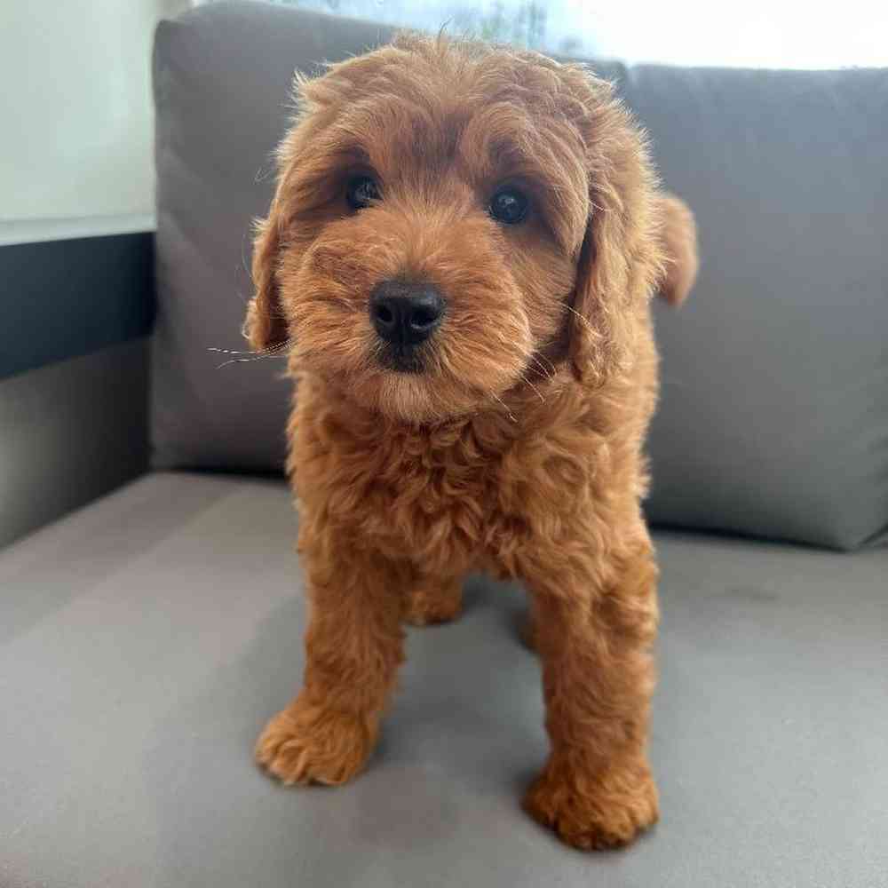 Female Mini Goldendoodle Puppy for Sale in Charlotte, NC