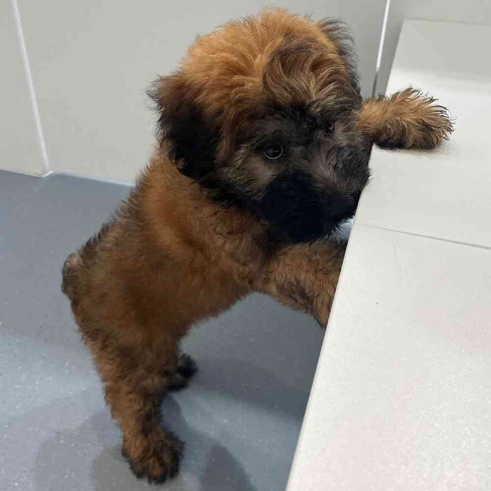 Male Soft Coated Wheaten Terrier Puppy for Sale in Charlotte, NC