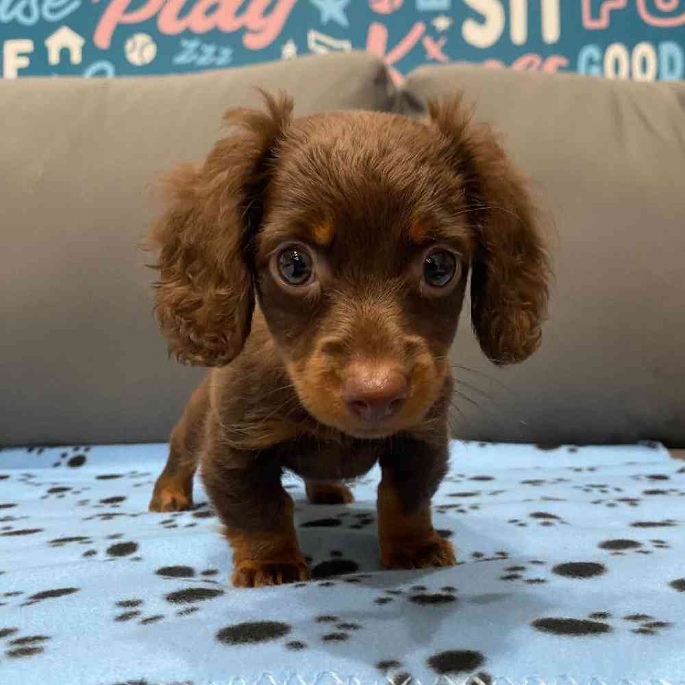 Female Dachshund Puppy for Sale in Charlotte, NC