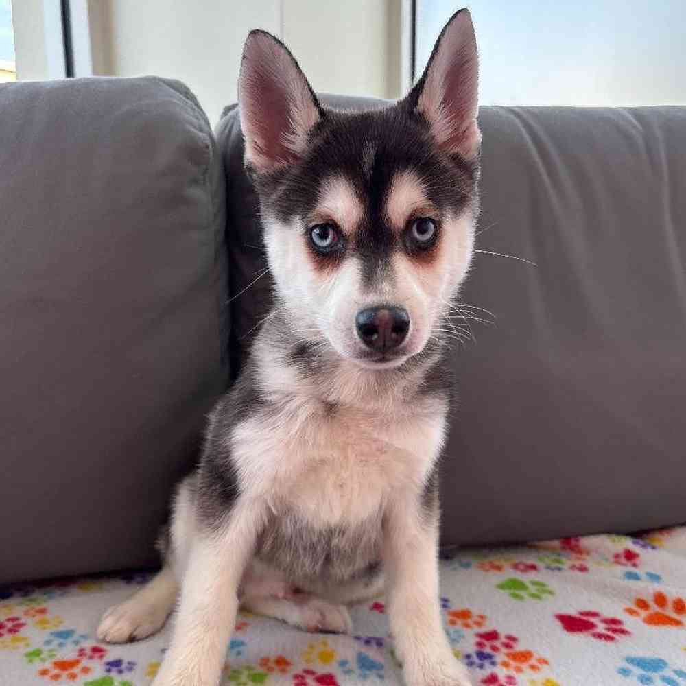 Male Alaskan Klee Kai Puppy for Sale in Charlotte, NC