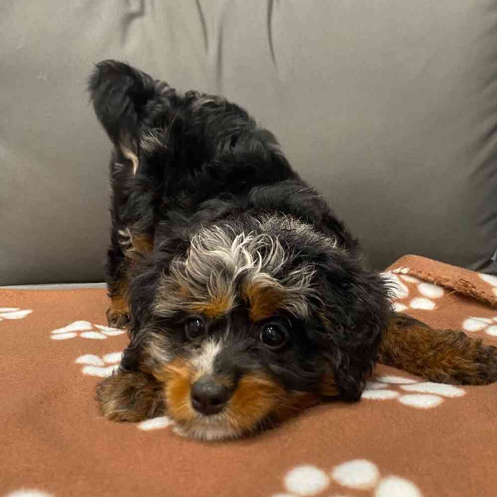 Female Mini Bernedoodle Puppy for Sale in Charlotte, NC