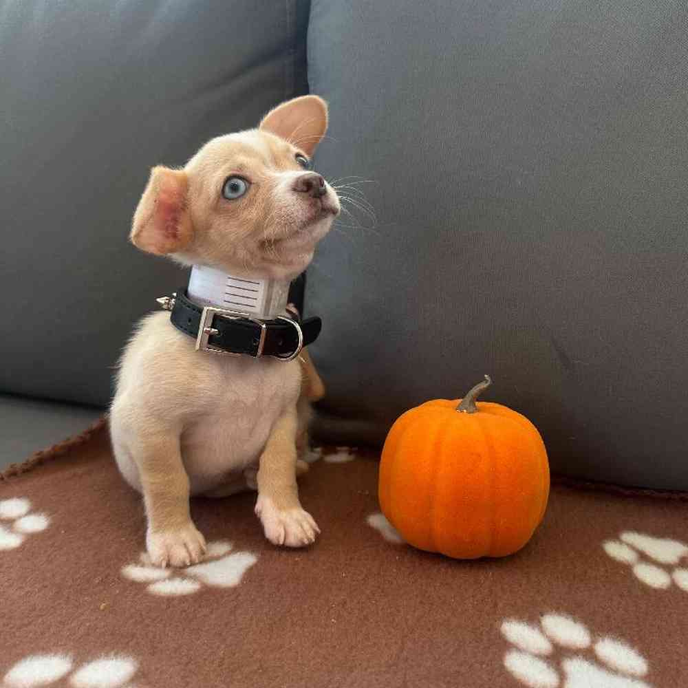 Female Chihuahua Puppy for Sale in Charlotte, NC