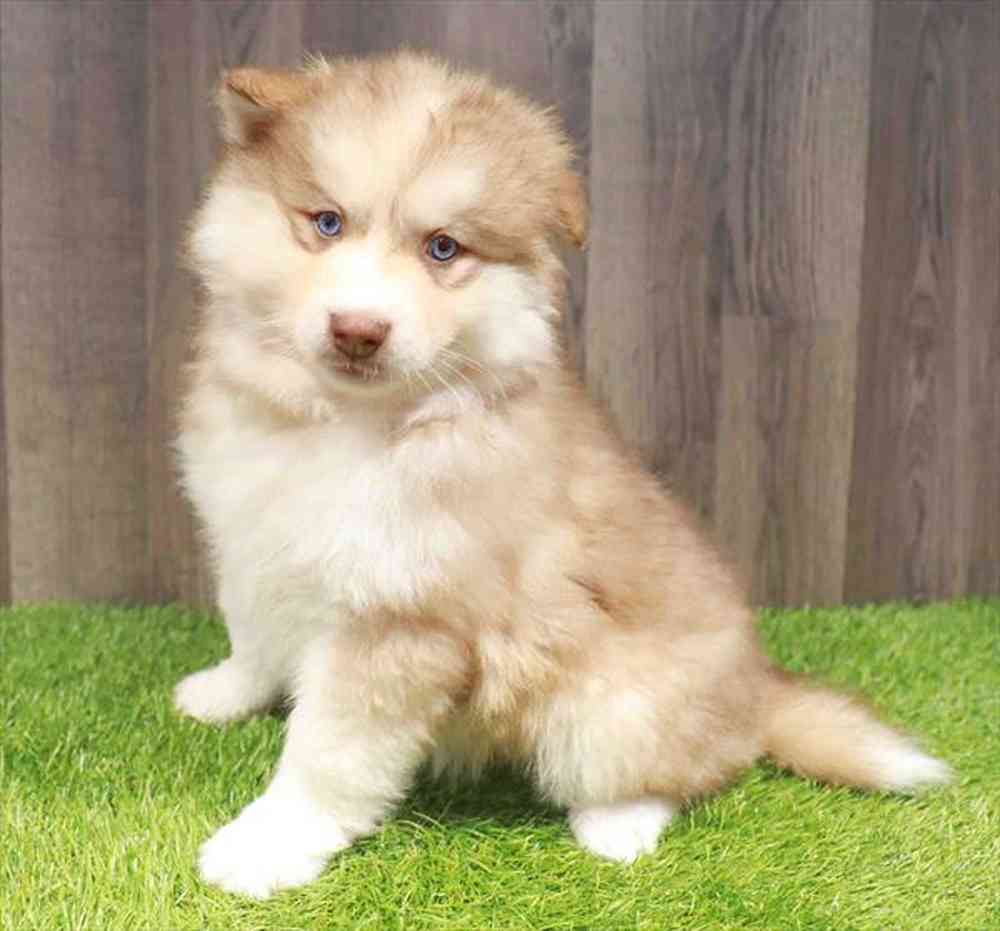 Pomsky 2nd Gen image