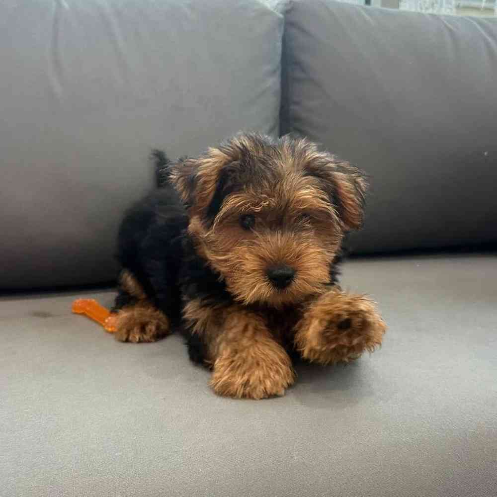 Male Yorkie Puppy for Sale in Charlotte, NC