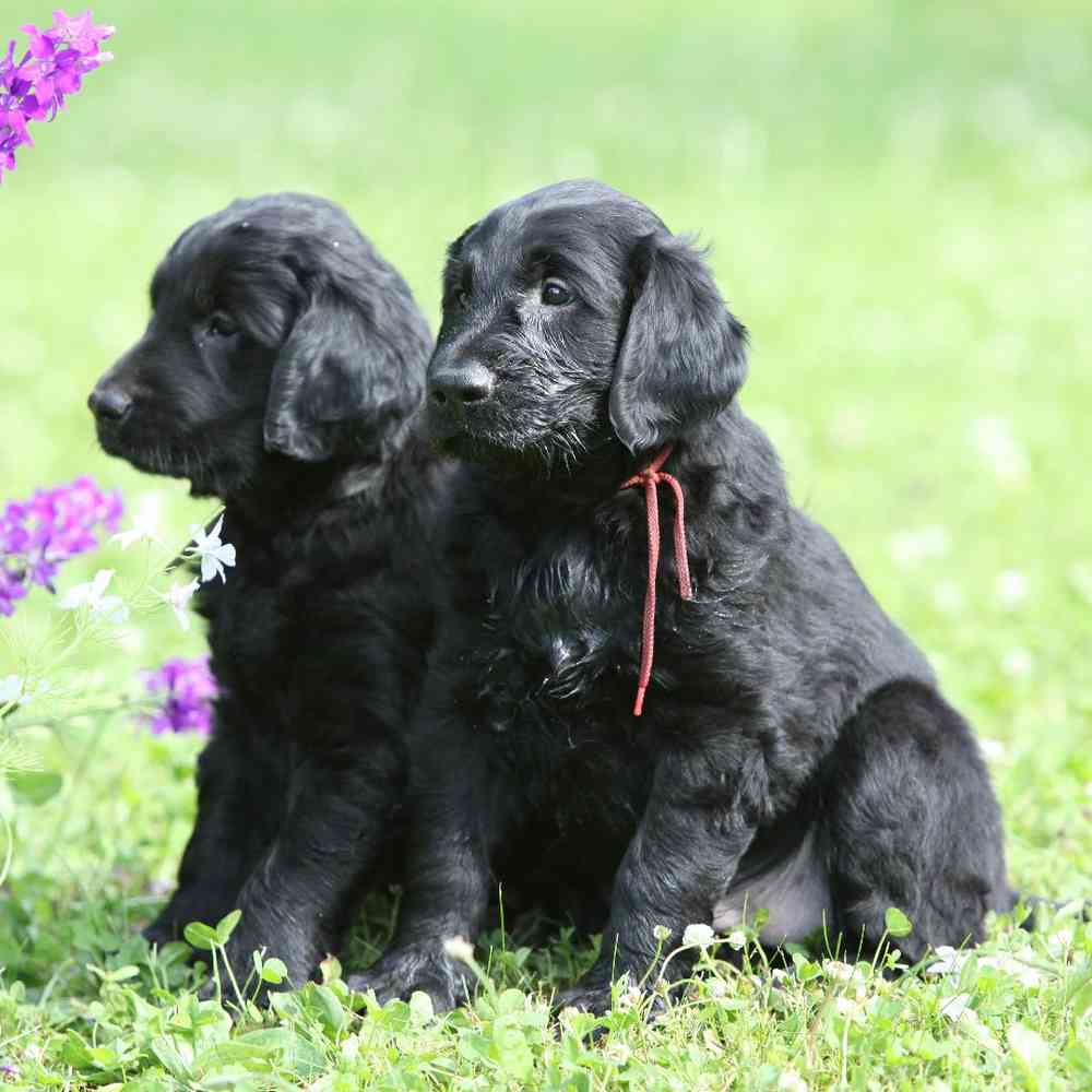 About Flat Coated Retriever Breed