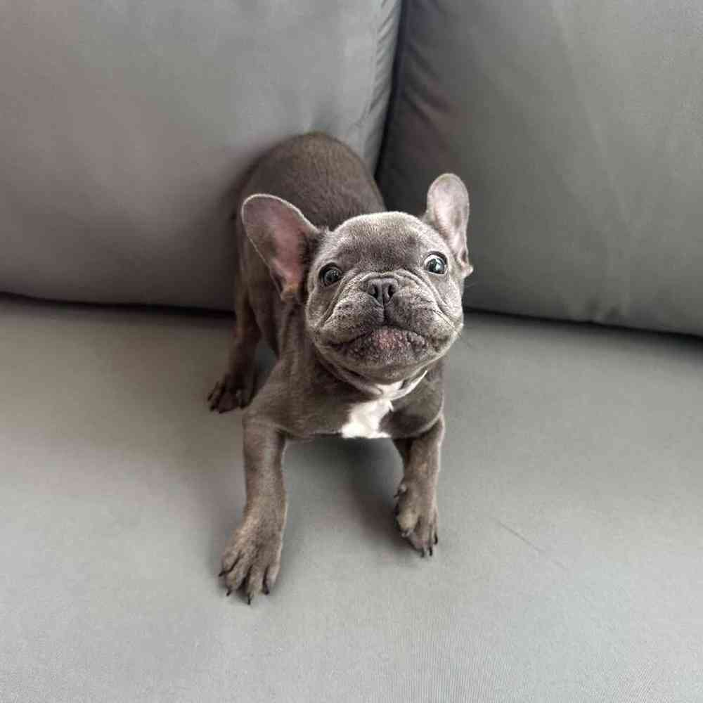 Female French Bulldog Puppy for Sale in Charlotte, NC